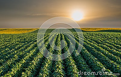 Soybean Field Stock Photo