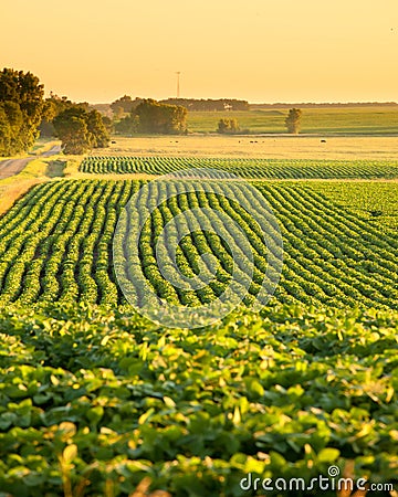 Soybean field in south dakota Stock Photo