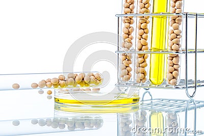 Soybean genetically modified, Plant Cell Stock Photo
