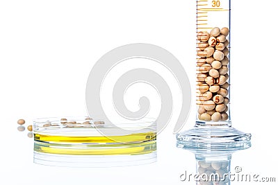 Soybean genetically modified, Plant Cell, Petri Dish Stock Photo