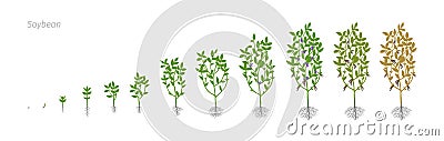 Soybean Glycine max. Growth stages vector illustration Vector Illustration