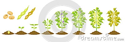 Soybean growth is gradual. Phases of development of leguminous plants. Cycle of growing beans in agriculture Stock Photo