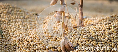 Soybean harvest Stock Photo