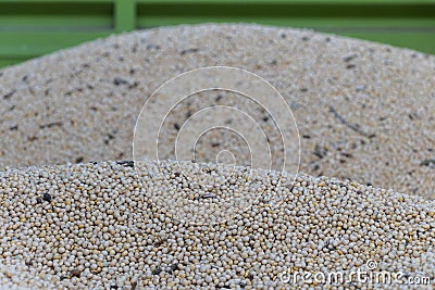 Soybean harvest, heap of dirty soy crop, selective focus of soya beans background, agriculture Stock Photo