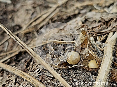 Soybean harvest left behind in a field Stock Photo