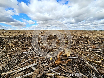 Soybean harvest left behind under blue cloudy sky Stock Photo
