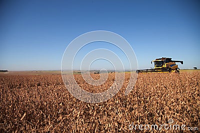 Soybean harvest in sunny day. Stock Photo