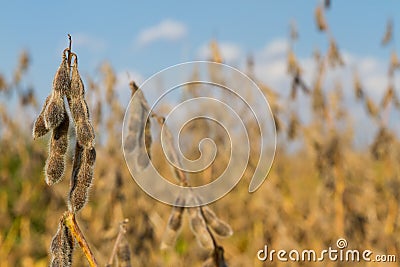 Soybean Harvest Time Stock Photo