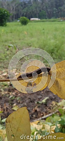 soybean leaf caterpillars during the harvest season Stock Photo