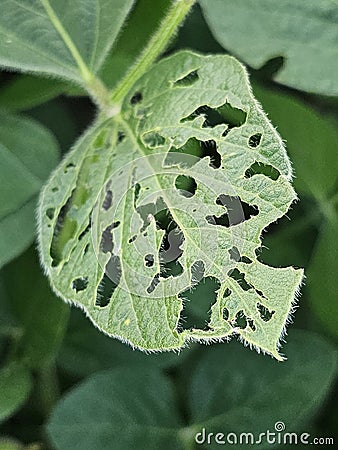 Soybean leaf chewed on by insects. Stock Photo