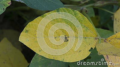 Soybean leaf, harvest time is cooming Stock Photo