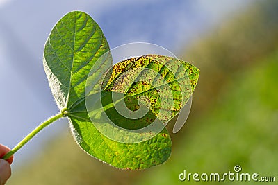 Soybean leaf septoria close-up. A hand holds a soybean leaf to the light Stock Photo