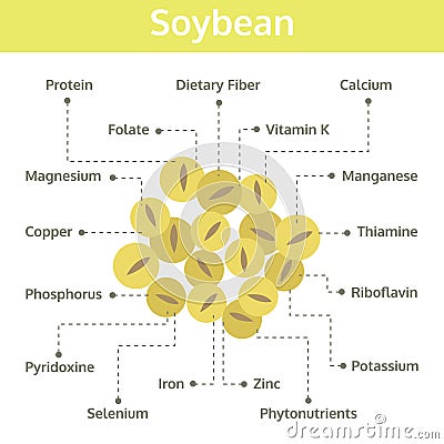 Soybean nutrient of facts and health benefits, info graphic bean Vector Illustration