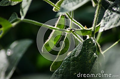 Soybean Stock Photo