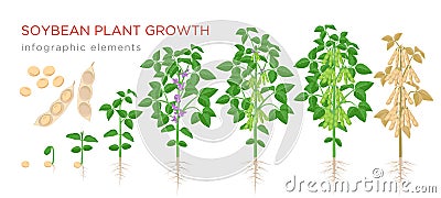 Soybean plant growth stages infographic elements. Growing process of soya beans from seeds, sprout to mature soybeans Vector Illustration