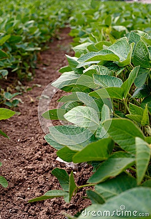 Soybean plants from ground level Stock Photo