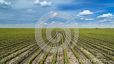 Soybean plants at ranch field Stock Photo