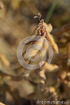 Soybean Stock Photo