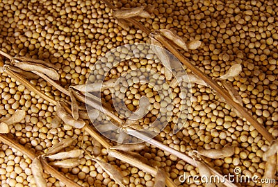 Soybean seeds Stock Photo