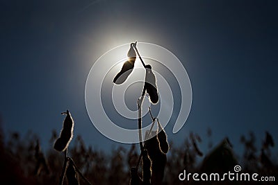 Soybean silhouette - Stock Photo