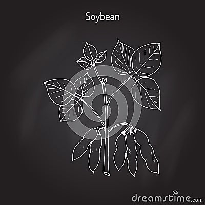 Soybean, or soya bean Vector Illustration