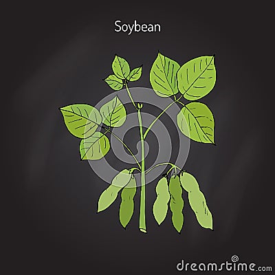 Soybean, or soya bean Vector Illustration