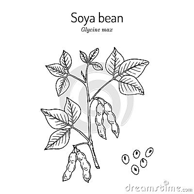 Soybean, or soya bean Glycine max Vector Illustration