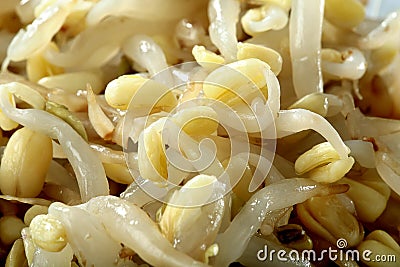 Soybean sprouts with oil macro Stock Photo
