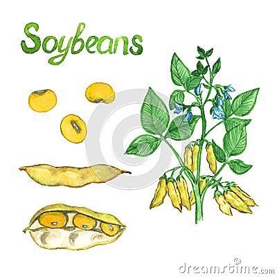 Soybeans branch with flowers, leaves and pods, the pods open andclosed Cartoon Illustration