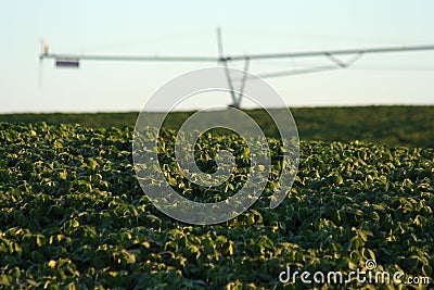 Soybeans and Center Pivot Stock Photo