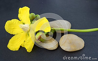 Spa and aromatherapy concept Stock Photo