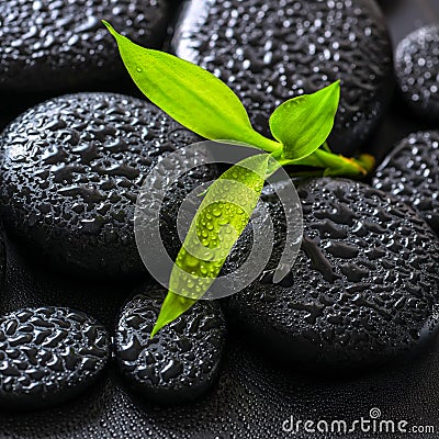 Spa background of green branch bamboo on zen basalt stones with Stock Photo