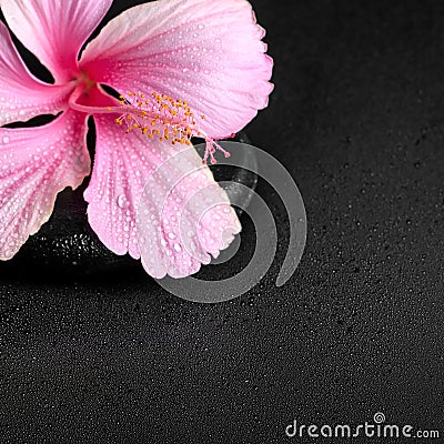 Spa background of pink hibiscus flower on zen basalt stone with Stock Photo