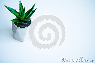 Spa concept. Aloe vera plant on table in bathroom Stock Photo