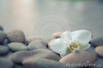 Spa concept with basalt stones and white orchid Stock Photo
