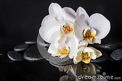 Spa concept of beautiful white with yellow orchid (phalaenopsis) and zen stones with drops and reflection on water Stock Photo