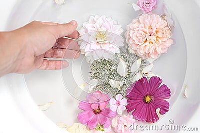 Spa, regeneration concept. Closeup of woman hand. Pink phlox, roses, dahlia and cosmos flowers floating in white bowl of Stock Photo