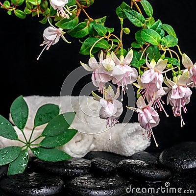 Spa setting of branch pink fuchsia flower, towels, leaf shefler Stock Photo