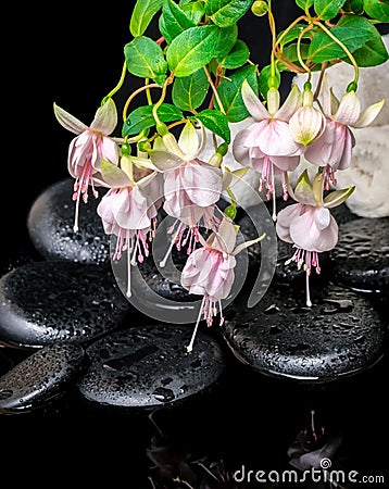 Spa setting of branch pink fuchsia flower, towels and zen basalt Stock Photo