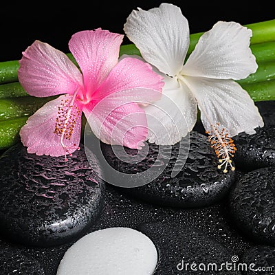 Spa setting of white, pink hibiscus flowers, symbol Yin Yang an Stock Photo