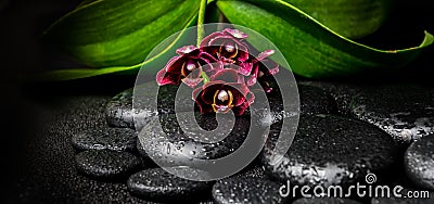 Spa still life of beautiful deep purple orchid flower, phalaenopsis and zen stones with drops on black background, closeup Stock Photo