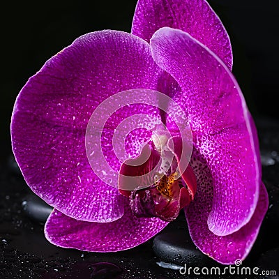 Spa still life with deep purple flower orchid Stock Photo