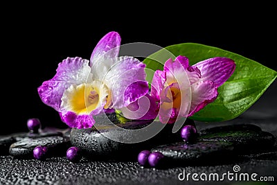 spa still life of purple orchid dendrobium, green leaf Calla lily with dew and pearl beads on black zen stones, closeup Stock Photo