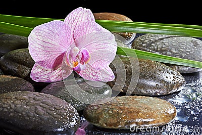 Spa still life with set of pink orchid and stones Stock Photo