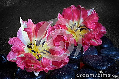 Spa stones and tulip flowers with reflection Stock Photo