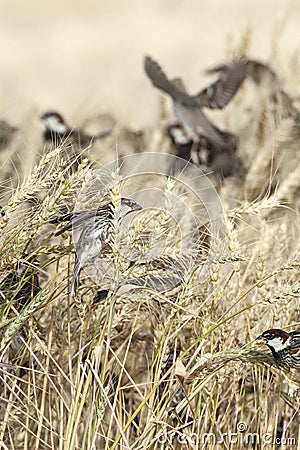 Spaanse Mus, Spanish Sparrow, Passer hispaniolensis Stock Photo