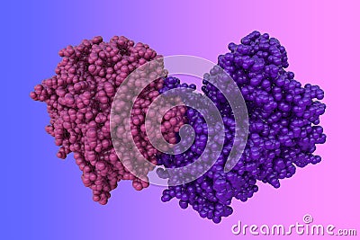 Space-filling molecular model of human dipeptidyl peptidase-4. Rendering with differently colored protein chains based Cartoon Illustration