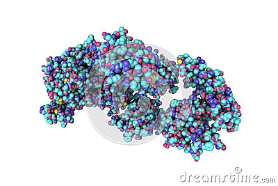 Space-filling molecular model of the insulin receptor ectodomain in complex with one insulin molecule isolated on white Cartoon Illustration