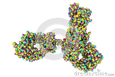 Space-filling molecular model of the intact human immunoglobulin - antibody that plays crucial role in immune defense Cartoon Illustration