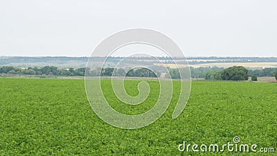 Extensive meadows and fields of Prokhorovka Stock Photo